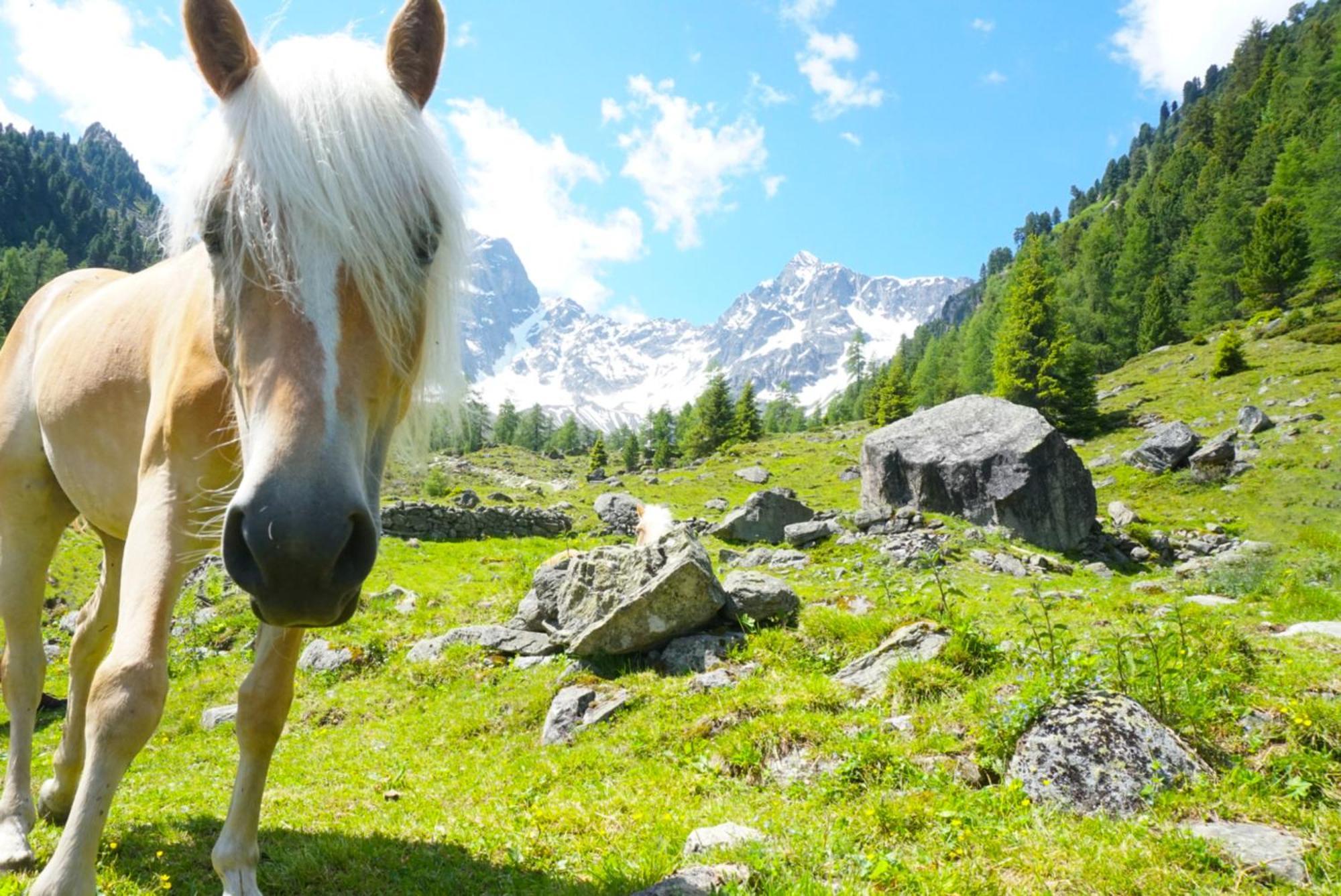 Apart Knabl Sankt Leonhard im Pitztal Cameră foto